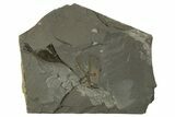 Ordovician Brittle Star (Ophiura) - Morocco #329149-1